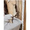 Image 11 : 16 Lbs Self Standing Alaskan Moose Shed Antler