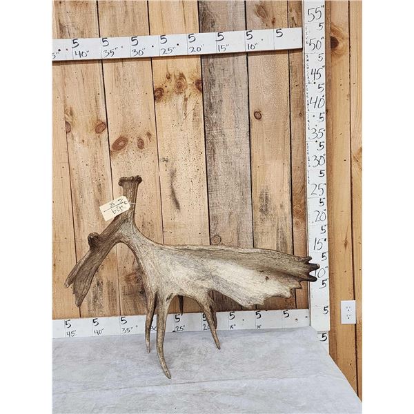 16 Lbs Self Standing Alaskan Moose Shed Antler