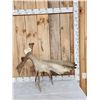Image 1 : 16 Lbs Self Standing Alaskan Moose Shed Antler
