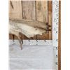 Image 2 : 16 Lbs Self Standing Alaskan Moose Shed Antler