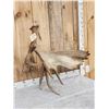 Image 3 : 16 Lbs Self Standing Alaskan Moose Shed Antler