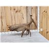 Image 4 : 16 Lbs Self Standing Alaskan Moose Shed Antler