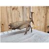 Image 5 : 16 Lbs Self Standing Alaskan Moose Shed Antler
