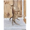 Image 6 : 16 Lbs Self Standing Alaskan Moose Shed Antler
