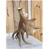 Image 7 : 16 Lbs Self Standing Alaskan Moose Shed Antler