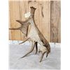 Image 8 : 16 Lbs Self Standing Alaskan Moose Shed Antler