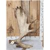 Image 9 : 16 Lbs Self Standing Alaskan Moose Shed Antler
