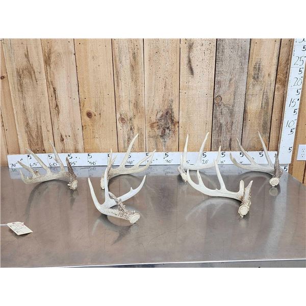 Nice Group Of 6 Bigger Whitetail Shed Antlers