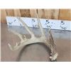 Image 2 : Nice Group Of 6 Bigger Whitetail Shed Antlers