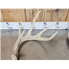Image 3 : Nice Group Of 6 Bigger Whitetail Shed Antlers