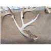Image 4 : Nice Group Of 6 Bigger Whitetail Shed Antlers
