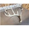 Image 5 : Nice Group Of 6 Bigger Whitetail Shed Antlers
