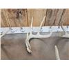 Image 6 : Nice Group Of 6 Bigger Whitetail Shed Antlers