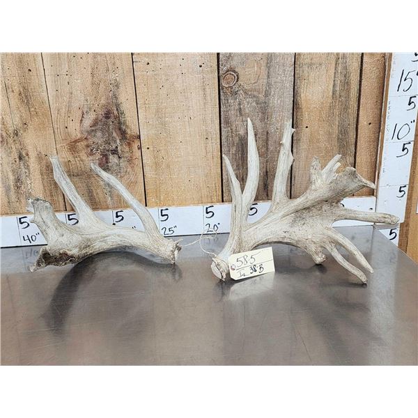 Unbelievably HEAVY Mass Set Of Whitetail Shed Antlers