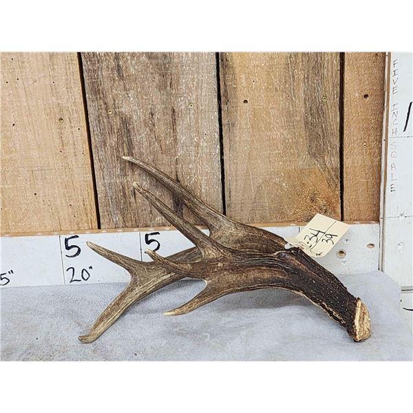 Awesome Canadian Whitetail Shed Crazy Triple Brow