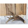 Image 1 : Awesome Canadian Whitetail Shed Crazy Triple Brow