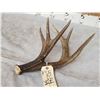 Image 2 : Awesome Canadian Whitetail Shed Crazy Triple Brow