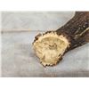 Image 3 : Awesome Canadian Whitetail Shed Crazy Triple Brow