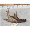 Image 4 : Awesome Canadian Whitetail Shed Crazy Triple Brow