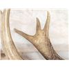 Image 5 : Awesome Canadian Whitetail Shed Crazy Triple Brow