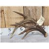 Image 6 : Awesome Canadian Whitetail Shed Crazy Triple Brow