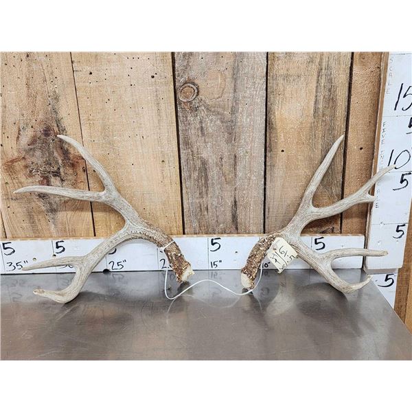 Main Frame 4x4 Wild Iowa Whitetail Shed Antlers