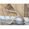 Image 4 : Main Frame 4x4 Wild Iowa Whitetail Shed Antlers