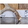 Image 5 : Main Frame 4x4 Wild Iowa Whitetail Shed Antlers