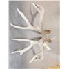 Image 6 : Main Frame 4x4 Wild Iowa Whitetail Shed Antlers