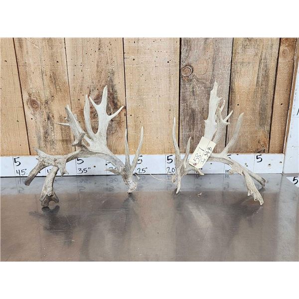 200 Class Whitetail Shed Antlers
