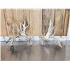 Image 1 : 200 Class Whitetail Shed Antlers