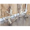 Image 2 : 200 Class Whitetail Shed Antlers