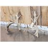 Image 3 : 200 Class Whitetail Shed Antlers