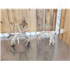 Image 4 : 200 Class Whitetail Shed Antlers