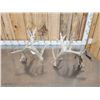 Image 5 : 200 Class Whitetail Shed Antlers