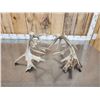 Image 6 : 200 Class Whitetail Shed Antlers