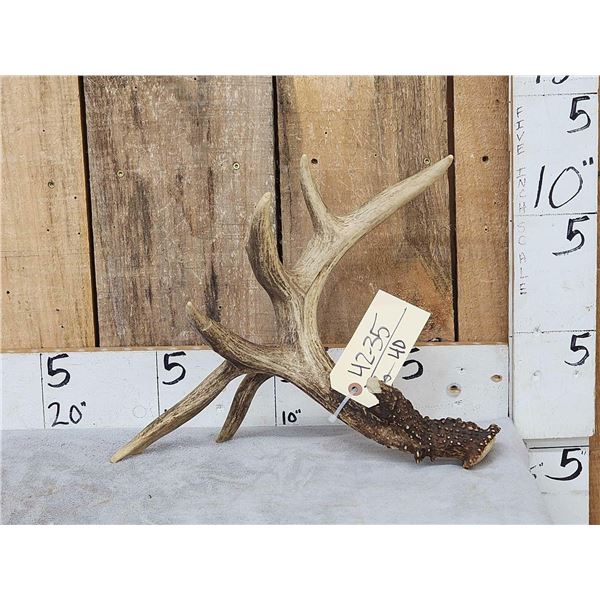 Heavy Mass 5 Point Canadian Whitetail Shed Antler
