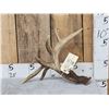 Image 1 : Heavy Mass 5 Point Canadian Whitetail Shed Antler
