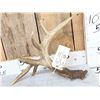 Image 2 : Heavy Mass 5 Point Canadian Whitetail Shed Antler