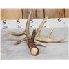 Image 3 : Heavy Mass 5 Point Canadian Whitetail Shed Antler
