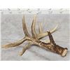 Image 5 : Heavy Mass 5 Point Canadian Whitetail Shed Antler