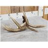 Image 6 : Heavy Mass 5 Point Canadian Whitetail Shed Antler