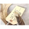 Image 7 : Heavy Mass 5 Point Canadian Whitetail Shed Antler