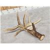 Image 8 : Heavy Mass 5 Point Canadian Whitetail Shed Antler