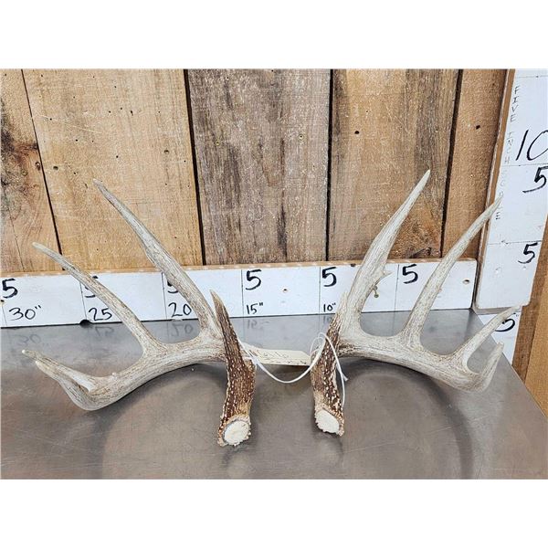 Set Of Wild Iowa 5x5 Whitetail Shed Antlers