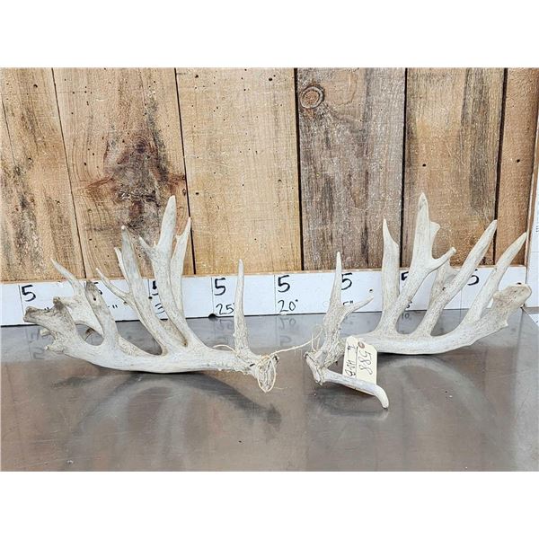Main Frame 5x5 Whitetail Shed Antlers