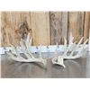 Image 1 : Main Frame 5x5 Whitetail Shed Antlers