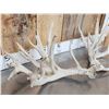 Image 2 : Main Frame 5x5 Whitetail Shed Antlers