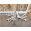 Image 4 : Main Frame 5x5 Whitetail Shed Antlers
