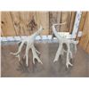 Image 5 : Main Frame 5x5 Whitetail Shed Antlers